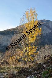 Zitter-Pappel, Espe, Aspen, Populus tremula, Salicaceae, Populus tremula, Zitter-Pappel, Espe, Aspen, Habitat, Herbstfärbung im Habitat mit Europäischer Lärche, Larix decidua und Fichte, Picea abies Kauf von 00846_populus_tremula_dsc_1143.jpg