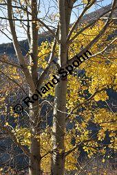 Zitter-Pappel, Espe, Aspen, Populus tremula, Salicaceae, Populus tremula, Zitter-Pappel, Espe, Aspen, Habitat, Herbstfärbung im Habitat mit Europäischer Lärche, Larix decidua und Fichte, Picea abies Kauf von 00846_populus_tremula_dsc_1145.jpg