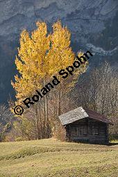 Zitter-Pappel, Espe, Aspen, Populus tremula, Salicaceae, Populus tremula, Zitter-Pappel, Espe, Aspen, Habitat, Herbstfärbung im Habitat mit Europäischer Lärche, Larix decidua und Fichte, Picea abies Kauf von 00846_populus_tremula_dsc_1147.jpg