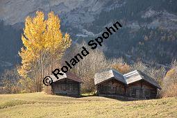 Zitter-Pappel, Espe, Aspen, Populus tremula, Salicaceae, Populus tremula, Zitter-Pappel, Espe, Aspen, Habitat, Herbstfärbung im Habitat mit Europäischer Lärche, Larix decidua und Fichte, Picea abies Kauf von 00846_populus_tremula_dsc_1149.jpg