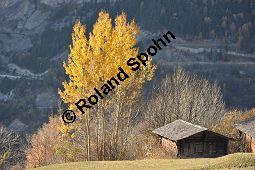 Zitter-Pappel, Espe, Aspen, Populus tremula, Salicaceae, Populus tremula, Zitter-Pappel, Espe, Aspen, Habitat, Herbstfärbung im Habitat mit Europäischer Lärche, Larix decidua und Fichte, Picea abies Kauf von 00846_populus_tremula_dsc_1150.jpg