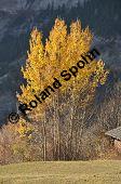 Zitter-Pappel, Espe, Aspen, Populus tremula, Salicaceae, Populus tremula, Zitter-Pappel, Espe, Aspen, Habitat, Herbstfärbung im Habitat mit Europäischer Lärche, Larix decidua und Fichte, Picea abies Kauf von 00846_populus_tremula_dsc_1151.jpg