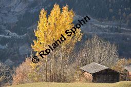 Zitter-Pappel, Espe, Aspen, Populus tremula, Salicaceae, Populus tremula, Zitter-Pappel, Espe, Aspen, Habitat, Herbstfärbung im Habitat mit Europäischer Lärche, Larix decidua und Fichte, Picea abies Kauf von 00846_populus_tremula_dsc_1152.jpg