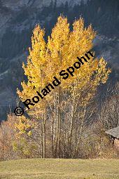 Zitter-Pappel, Espe, Aspen, Populus tremula, Salicaceae, Populus tremula, Zitter-Pappel, Espe, Aspen, Habitat, Herbstfärbung im Habitat mit Europäischer Lärche, Larix decidua und Fichte, Picea abies Kauf von 00846_populus_tremula_dsc_1153.jpg