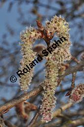 Zitter-Pappel, Espe, Aspen, Populus tremula, Salicaceae, Populus tremula, Zitter-Pappel, Espe, Aspen, Habitat, Herbstfärbung im Habitat mit Europäischer Lärche, Larix decidua und Fichte, Picea abies Kauf von 00846_populus_tremula_dsc_1984.jpg