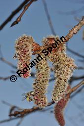 Zitter-Pappel, Espe, Aspen, Populus tremula, Salicaceae, Populus tremula, Zitter-Pappel, Espe, Aspen, Habitat, Herbstfärbung im Habitat mit Europäischer Lärche, Larix decidua und Fichte, Picea abies Kauf von 00846_populus_tremula_dsc_1987.jpg