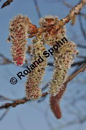Zitter-Pappel, Espe, Aspen, Populus tremula, Salicaceae, Populus tremula, Zitter-Pappel, Espe, Aspen, Habitat, Herbstfärbung im Habitat mit Europäischer Lärche, Larix decidua und Fichte, Picea abies Kauf von 00846_populus_tremula_dsc_1988.jpg