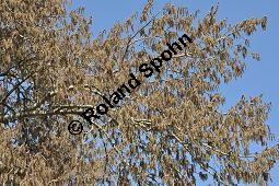 Zitter-Pappel, Espe, Aspen, Populus tremula, Salicaceae, Populus tremula, Zitter-Pappel, Espe, Aspen, Habitat, Herbstfärbung im Habitat mit Europäischer Lärche, Larix decidua und Fichte, Picea abies Kauf von 00846_populus_tremula_dsc_1991.jpg