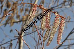 Zitter-Pappel, Espe, Aspen, Populus tremula, Salicaceae, Populus tremula, Zitter-Pappel, Espe, Aspen, Habitat, Herbstfärbung im Habitat mit Europäischer Lärche, Larix decidua und Fichte, Picea abies Kauf von 00846_populus_tremula_dsc_1992.jpg