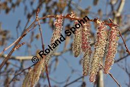 Zitter-Pappel, Espe, Aspen, Populus tremula, Salicaceae, Populus tremula, Zitter-Pappel, Espe, Aspen, Habitat, Herbstfärbung im Habitat mit Europäischer Lärche, Larix decidua und Fichte, Picea abies Kauf von 00846_populus_tremula_dsc_1993.jpg