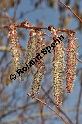 Zitter-Pappel, Espe, Aspen, Populus tremula, Salicaceae, Populus tremula, Zitter-Pappel, Espe, Aspen, Habitat, Herbstfärbung im Habitat mit Europäischer Lärche, Larix decidua und Fichte, Picea abies Kauf von 00846_populus_tremula_dsc_1994.jpg