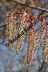 Zitter-Pappel, Espe, Aspen, Populus tremula, Salicaceae, Populus tremula, Zitter-Pappel, Espe, Aspen, Habitat, Herbstfärbung im Habitat mit Europäischer Lärche, Larix decidua und Fichte, Picea abies Kauf von 00846_populus_tremula_dsc_1997.jpg