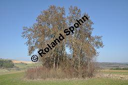 Zitter-Pappel, Espe, Aspen, Populus tremula, Salicaceae, Populus tremula, Zitter-Pappel, Espe, Aspen, Habitat, Herbstfärbung im Habitat mit Europäischer Lärche, Larix decidua und Fichte, Picea abies Kauf von 00846_populus_tremula_dsc_1999.jpg
