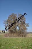Zitter-Pappel, Espe, Aspen, Populus tremula, Salicaceae, Populus tremula, Zitter-Pappel, Espe, Aspen, Habitat, Herbstfärbung im Habitat mit Europäischer Lärche, Larix decidua und Fichte, Picea abies Kauf von 00846_populus_tremula_dsc_2000.jpg