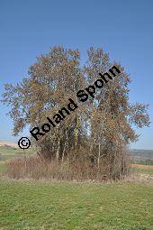Zitter-Pappel, Espe, Aspen, Populus tremula, Salicaceae, Populus tremula, Zitter-Pappel, Espe, Aspen, Habitat, Herbstfärbung im Habitat mit Europäischer Lärche, Larix decidua und Fichte, Picea abies Kauf von 00846_populus_tremula_dsc_2001.jpg