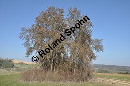 Zitter-Pappel, Espe, Aspen, Populus tremula, Salicaceae, Populus tremula, Zitter-Pappel, Espe, Aspen, Habitat, Herbstfärbung im Habitat mit Europäischer Lärche, Larix decidua und Fichte, Picea abies Kauf von 00846_populus_tremula_dsc_2002.jpg