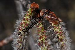 Zitter-Pappel, Espe, Aspen, Populus tremula, Salicaceae, Populus tremula, Zitter-Pappel, Espe, Aspen, Habitat, Herbstfärbung im Habitat mit Europäischer Lärche, Larix decidua und Fichte, Picea abies Kauf von 00846_populus_tremula_dsc_2003.jpg