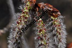 Zitter-Pappel, Espe, Aspen, Populus tremula, Salicaceae, Populus tremula, Zitter-Pappel, Espe, Aspen, Habitat, Herbstfärbung im Habitat mit Europäischer Lärche, Larix decidua und Fichte, Picea abies Kauf von 00846_populus_tremula_dsc_2004.jpg