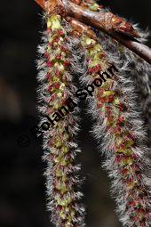 Zitter-Pappel, Espe, Aspen, Populus tremula, Salicaceae, Populus tremula, Zitter-Pappel, Espe, Aspen, Habitat, Herbstfärbung im Habitat mit Europäischer Lärche, Larix decidua und Fichte, Picea abies Kauf von 00846_populus_tremula_dsc_2007.jpg