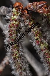 Zitter-Pappel, Espe, Aspen, Populus tremula, Salicaceae, Populus tremula, Zitter-Pappel, Espe, Aspen, Habitat, Herbstfärbung im Habitat mit Europäischer Lärche, Larix decidua und Fichte, Picea abies Kauf von 00846_populus_tremula_dsc_2010.jpg