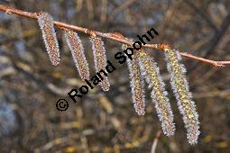 Zitter-Pappel, Espe, Aspen, Populus tremula, Salicaceae, Populus tremula, Zitter-Pappel, Espe, Aspen, Habitat, Herbstfärbung im Habitat mit Europäischer Lärche, Larix decidua und Fichte, Picea abies Kauf von 00846_populus_tremula_dsc_2011.jpg