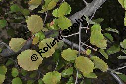Zitter-Pappel, Espe, Aspen, Populus tremula, Salicaceae, Populus tremula, Zitter-Pappel, Espe, Aspen, Habitat, Herbstfärbung im Habitat mit Europäischer Lärche, Larix decidua und Fichte, Picea abies Kauf von 00846_populus_tremula_dsc_3704.jpg