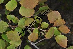 Zitter-Pappel, Espe, Aspen, Populus tremula, Salicaceae, Populus tremula, Zitter-Pappel, Espe, Aspen, Habitat, Herbstfärbung im Habitat mit Europäischer Lärche, Larix decidua und Fichte, Picea abies Kauf von 00846_populus_tremula_dsc_3705.jpg