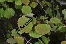 Zitter-Pappel, Espe, Aspen, Populus tremula, Salicaceae, Populus tremula, Zitter-Pappel, Espe, Aspen, Habitat, Herbstfärbung im Habitat mit Europäischer Lärche, Larix decidua und Fichte, Picea abies Kauf von 00846_populus_tremula_dsc_3707.jpg