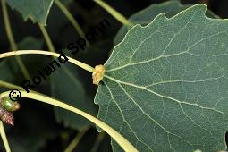 Zitter-Pappel, Espe, Aspen, Populus tremula, Salicaceae, Populus tremula, Zitter-Pappel, Espe, Aspen, Habitat, Herbstfärbung im Habitat mit Europäischer Lärche, Larix decidua und Fichte, Picea abies Kauf von 00846_populus_tremula_dsc_5666.jpg