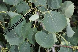 Zitter-Pappel, Espe, Aspen, Populus tremula, Salicaceae, Populus tremula, Zitter-Pappel, Espe, Aspen, Habitat, Herbstfärbung im Habitat mit Europäischer Lärche, Larix decidua und Fichte, Picea abies Kauf von 00846_populus_tremula_dsc_5667.jpg