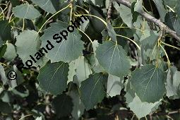 Zitter-Pappel, Espe, Aspen, Populus tremula, Salicaceae, Populus tremula, Zitter-Pappel, Espe, Aspen, Habitat, Herbstfärbung im Habitat mit Europäischer Lärche, Larix decidua und Fichte, Picea abies Kauf von 00846_populus_tremula_dsc_5668.jpg