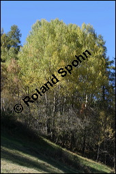 Zitter-Pappel, Espe, Aspen, Populus tremula, Salicaceae, Populus tremula, Zitter-Pappel, Espe, Aspen, Habitat, Herbstfärbung im Habitat mit Europäischer Lärche, Larix decidua und Fichte, Picea abies Kauf von 00846populus_tremulaimg_4433.jpg