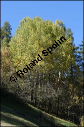 Zitter-Pappel, Espe, Aspen, Populus tremula, Salicaceae, Populus tremula, Zitter-Pappel, Espe, Aspen, Habitat, Herbstfärbung im Habitat mit Europäischer Lärche, Larix decidua und Fichte, Picea abies Kauf von 00846populus_tremulaimg_4434.jpg