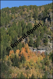 Zitter-Pappel, Espe, Aspen, Populus tremula, Salicaceae, Populus tremula, Zitter-Pappel, Espe, Aspen, Habitat, Herbstfärbung im Habitat mit Europäischer Lärche, Larix decidua und Fichte, Picea abies Kauf von 00846populus_tremulaimg_4443.jpg