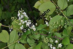 Gewöhnliche Traubenkirsche, Prunus padus, Rosaceae, Prunus padus, Gewöhnliche Traubenkirsche, Blatt Kauf von 00858_prunus_padus_dsc_3494.jpg