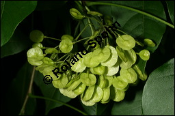 Dreiblättriger Lederstrauch, Ptelea trifoliata, Rutaceae, Ptelea trifoliata, Ptelea isophylla, Dreiblättriger Lederstrauch, Dreiblättrige Kleeulme, unreif fruchtend Kauf von 00862ptelea_trifoliataimg_3101.jpg