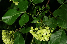 Dreiblättriger Lederstrauch, Ptelea trifoliata, Rutaceae, Ptelea trifoliata, Ptelea isophylla, Dreiblättriger Lederstrauch, Dreiblättrige Kleeulme, unreif fruchtend Kauf von 00862ptelea_trifoliataimg_3103.jpg