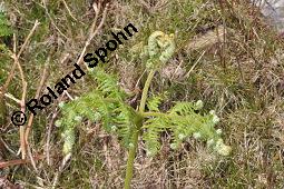 Adlerfarn, Pteridium aquilinum, Pteris aquilina, Eupteris aquilina, Pteridium aquilinum, Pteris aquilina, Eupteris aquilina, Adlerfarn, Farne, austreibend Kauf von 00863_pteridium_aquilinum_dsc_0639.jpg