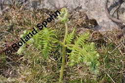 Adlerfarn, Pteridium aquilinum, Pteris aquilina, Eupteris aquilina, Pteridium aquilinum, Pteris aquilina, Eupteris aquilina, Adlerfarn, Farne, austreibend Kauf von 00863_pteridium_aquilinum_dsc_0640.jpg