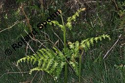 Adlerfarn, Pteridium aquilinum, Pteris aquilina, Eupteris aquilina, Pteridium aquilinum, Pteris aquilina, Eupteris aquilina, Adlerfarn, Farne, austreibend Kauf von 00863_pteridium_aquilinum_dsc_0641.jpg
