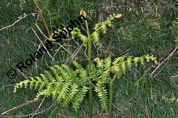 Adlerfarn, Pteridium aquilinum, Pteris aquilina, Eupteris aquilina, Pteridium aquilinum, Pteris aquilina, Eupteris aquilina, Adlerfarn, Farne, austreibend Kauf von 00863_pteridium_aquilinum_dsc_0642.jpg