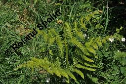 Adlerfarn, Pteridium aquilinum, Pteris aquilina, Eupteris aquilina, Pteridium aquilinum, Pteris aquilina, Eupteris aquilina, Adlerfarn, Farne, austreibend Kauf von 00863_pteridium_aquilinum_dsc_0643.jpg