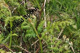 Adlerfarn, Pteridium aquilinum, Pteris aquilina, Eupteris aquilina, Pteridium aquilinum, Pteris aquilina, Eupteris aquilina, Adlerfarn, Farne, austreibend Kauf von 00863_pteridium_aquilinum_dsc_0647.jpg