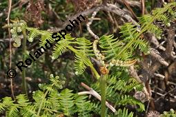 Adlerfarn, Pteridium aquilinum, Pteris aquilina, Eupteris aquilina, Pteridium aquilinum, Pteris aquilina, Eupteris aquilina, Adlerfarn, Farne, austreibend Kauf von 00863_pteridium_aquilinum_dsc_0648.jpg