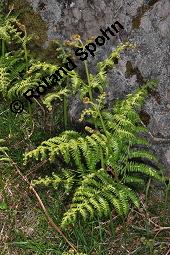 Adlerfarn, Pteridium aquilinum, Pteris aquilina, Eupteris aquilina, Pteridium aquilinum, Pteris aquilina, Eupteris aquilina, Adlerfarn, Farne, austreibend Kauf von 00863_pteridium_aquilinum_dsc_0650.jpg