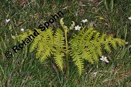 Adlerfarn, Pteridium aquilinum, Pteris aquilina, Eupteris aquilina, Pteridium aquilinum, Pteris aquilina, Eupteris aquilina, Adlerfarn, Farne, austreibend Kauf von 00863_pteridium_aquilinum_dsc_0663.jpg