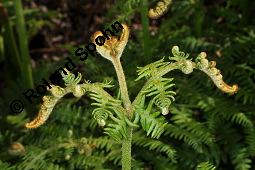 Adlerfarn, Pteridium aquilinum, Pteris aquilina, Eupteris aquilina, Pteridium aquilinum, Pteris aquilina, Eupteris aquilina, Adlerfarn, Farne, austreibend Kauf von 00863_pteridium_aquilinum_dsc_0706.jpg