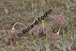 Gewöhnliche Küchenschelle, Gewöhnliche Kuhschelle, Pulsatilla vulgaris, Ranunculaceae, Pulsatilla vulgaris, Gewöhnliche Kuhschelle, Gewöhnliche Küchenschelle, Blühend Kauf von 00868_pulsatilla_vulgaris_dsc_3309.jpg
