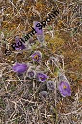 Gewöhnliche Küchenschelle, Gewöhnliche Kuhschelle, Pulsatilla vulgaris, Ranunculaceae, Pulsatilla vulgaris, Gewöhnliche Kuhschelle, Gewöhnliche Küchenschelle, Blühend Kauf von 00868_pulsatilla_vulgaris_dsc_8628.jpg