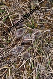 Gewöhnliche Küchenschelle, Gewöhnliche Kuhschelle, Pulsatilla vulgaris, Ranunculaceae, Pulsatilla vulgaris, Gewöhnliche Kuhschelle, Gewöhnliche Küchenschelle, Blühend Kauf von 00868_pulsatilla_vulgaris_dsc_8629.jpg